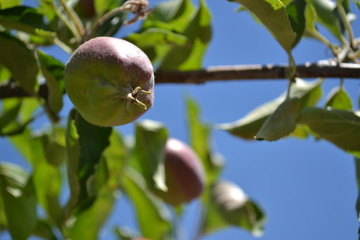 Apple tree
