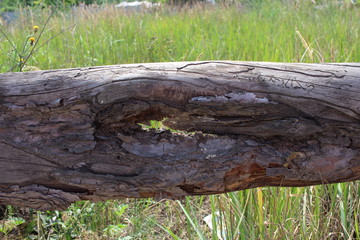 An old pine board with bark and hole in the middle close-up.