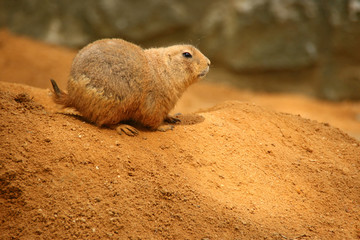Profile close-up photo of prairie dog sitting on the sand. 