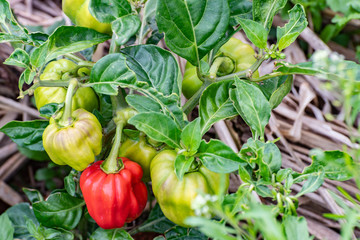 Unpicked green and red scotch bonnet Jamaican peppers on the farm