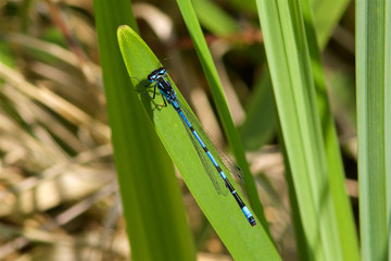 a Variable Damselfly,Coenagrion pulchellum, resting on a leaf