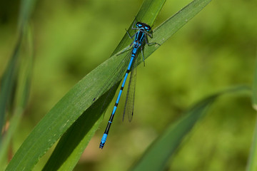 Azuze Damselfly, Coenagrion puella, resting on a leaf. 