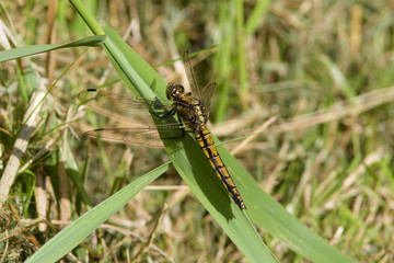 A Black-tailed Skimmer, Orthetrum cancellatum, resting on a leaf.
