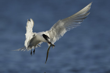 Fototapeta premium Sandwich tern (Thalasseus sandvicensis)