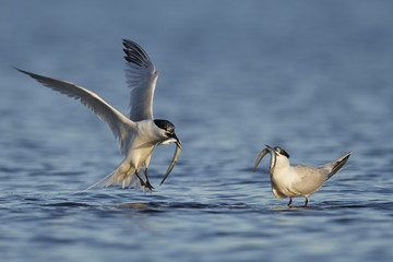 Sandwich tern (Thalasseus sandvicensis)