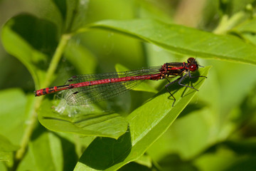 Large Red Damselfly, pyrrhosoma nymphula, resting on a leaf.