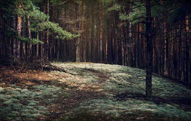 Forest edge, moss and pine. Pine forest. Forest landscape.