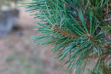 Branch of coniferous tree on a blurred background.