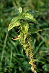Urtica dioica or common nettle, also called stinging nettle or nettle leaf plant with dark green leaves and surrounded with thick green vegetation in background