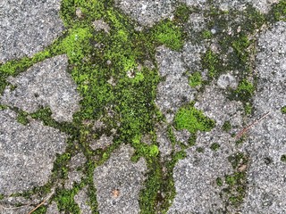 Green moss on the old concrete floor © suradeach seatang
