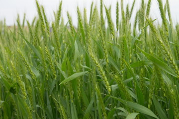 Green ear of wheat in the field