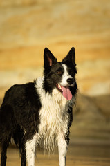 Border Collie dog outdoor portrait against bluffs