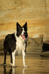 Border Collie dog standing on wet sand beach