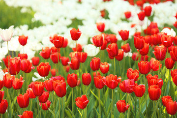 Fototapeta premium Blossoming tulips outdoors on sunny spring day