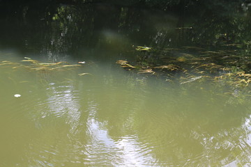 Calm flow of the river