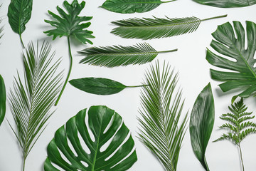 Composition of beautiful tropical leaves on white background