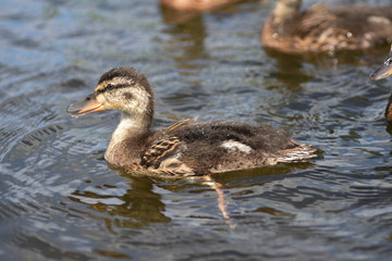 Duckling on the river on a sunny day