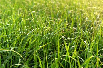 Green field of rice in India