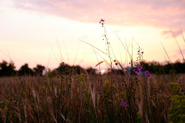 Beautiful meadow with wild flowers in twilight