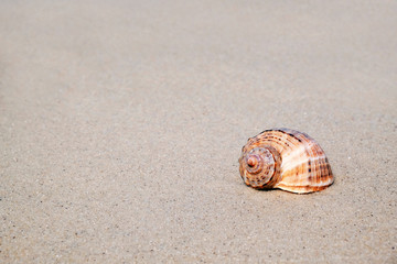 Shell on sand at sea shore. Summertime