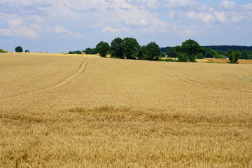 Fototapeta na wymiar Yellow wheat field on a blue sky in Brittany, France
