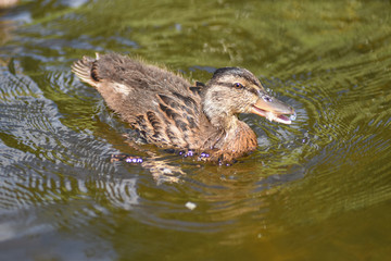 Duckling on the river on a sunny day