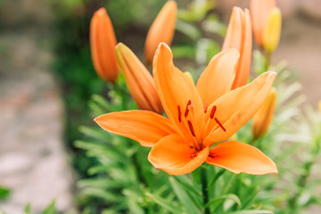 Orange lilies growing in the garden