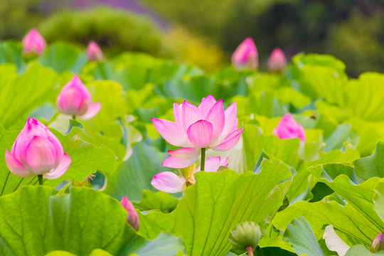 Fototapeta Lotus Flower.Background is the lotus leaf and lotus bud and lotus flower and tree.Shooting location is Yokohama, Kanagawa Prefecture Japan.