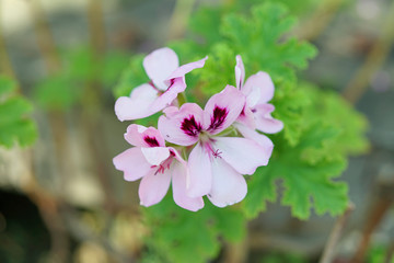 Pink flowers of pelargonium geranium 