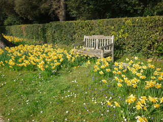 Beautiful yellow daffodil/Narcissus flowers blooming around a wooden garden bench on grass.