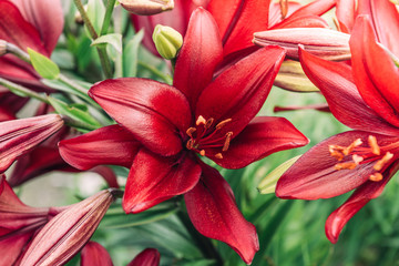 Red lilies growing in garden