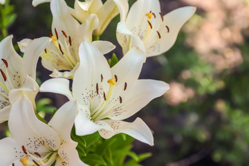 Beautiful blooming lily flowers in garden, closeup