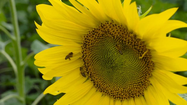 Macro of bee gathering pollen from sunflower in field