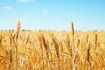 Wheat field on sunny day. Cereal farming