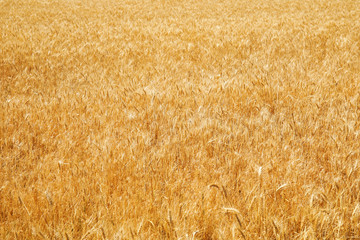 Wheat field on sunny day. Cereal farming