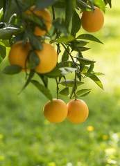 Orange trees in garden