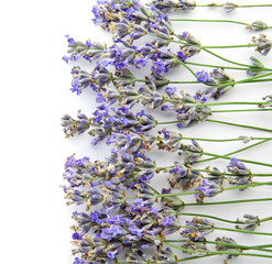 Beautiful blooming lavender flowers on white background