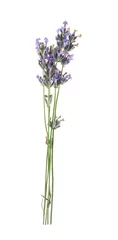 Deurstickers Beautiful blooming lavender flowers on white background © New Africa