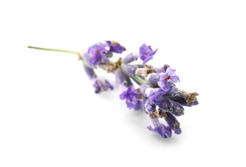 Beautiful blooming lavender flower on white background