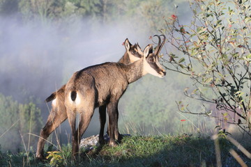 Chamois au dessus de la vallée de Bourg de Sirod © Jurasam