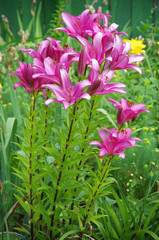 Lilium in the garden