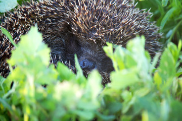 Young hedgehog in natural habitat
