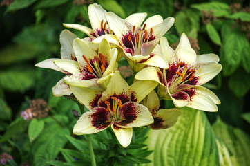 Lilium in the garden