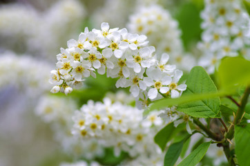 Blossoming branch of a bird cherry