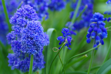 Muscari in spring garden