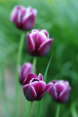 Blooming purple tulips