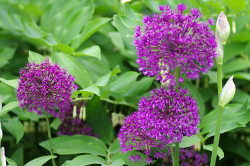Flowering allium