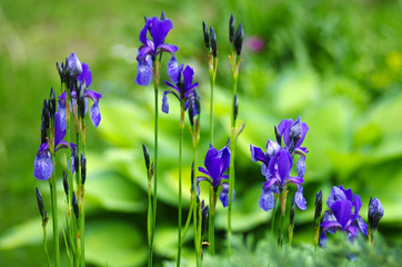 Purple iris