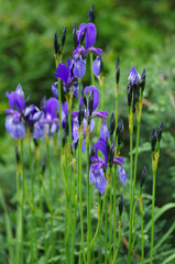 Purple iris