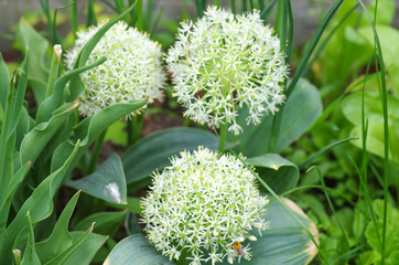Flowering allium